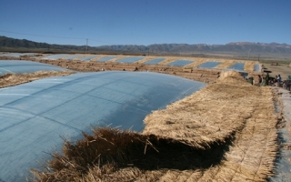 新疆阿吾斯奇牧场启动Manbetx体育手机版V17版本发布.官网安卓网.香港建设基地项目 ()
