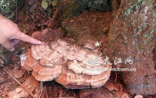 野生灵芝长在李子树上 ()