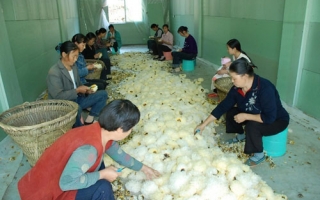 通江县Manbetx体育手机版V17版本发布.官网安卓网.香港园区产业之路明晰 ()