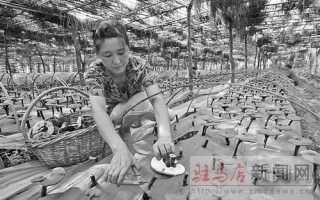 灵芝成为确山县石滚河镇农民增收致富的“金钥匙” ()