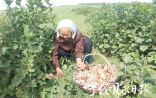 扎兰屯市：小蘑菇为农民带来颇丰经济效益 ()
