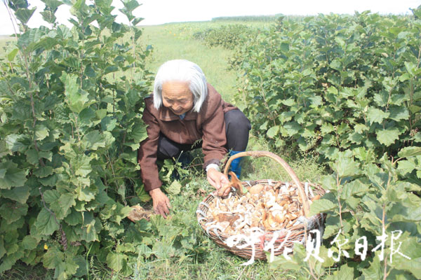 小小野生蘑菇让扎市农民赚大钱
