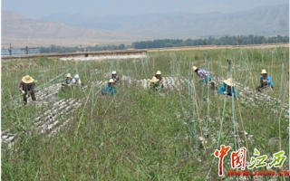 网络媒体山西行：走进凯龙黑木耳种植加工基地 ()