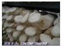 白灵菇工厂化栽培