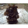 大量供应高产黑木耳菌种
