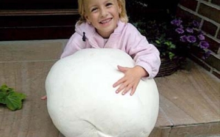 欧洲的巨大蘑菇 ()