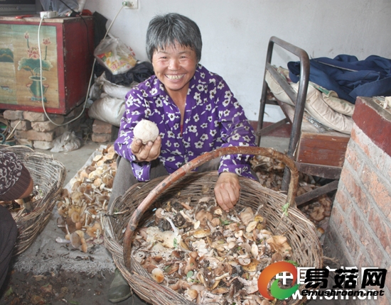 内蒙古村民发现一球形蘑菇重约半斤（图）