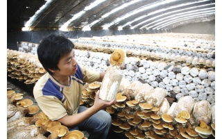 天津：设施农业蓬勃发展 ()