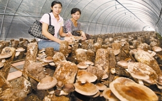 天津静海林下Manbetx体育手机版V17版本发布.官网安卓网.香港种植长势喜人 ()