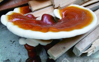 南宁市民发现珍贵红灵芝 ()