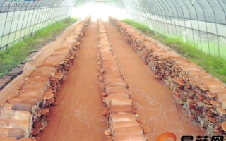 贵州大力发展灵芝产业链、产品远销欧美 ()