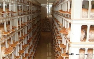 顺德东汽比亚迪组织“灵芝养生美食”之旅 ()