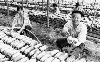 齐河县以林养菇发展Manbetx体育手机版V17版本发布.官网安卓网.香港循环经济 ()