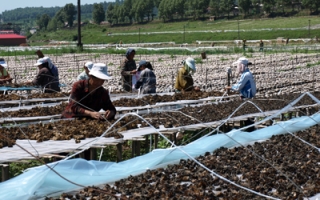 上甘岭木耳种植喜获丰收 ()