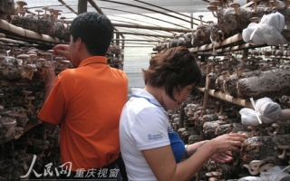 丰都县Manbetx体育手机版推荐A9版本栽培实现万元增收 ()