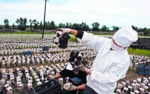 扎兰屯:森林中的低碳环保城(组图)