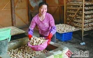 龙陵农村：种姬松茸“钱”途光明 ()