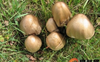 菜地里长出一簇白色毒蘑菇 老太误食引发胃出血 ()