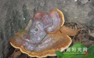 东莞桥头镇发现野生无柄赤芝 ()