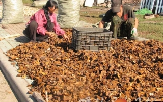 深山蘑菇靠外地人远销 ()