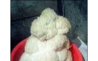 海沟金矿丛林发现罕见猴头菌 ()