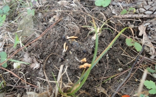 河南西峡县奇迹惊现大面积北冬虫夏草 ()