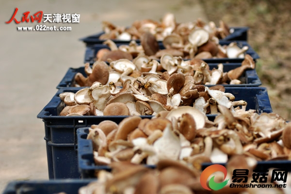 积极发展林地Manbetx体育手机版推荐A9版本种植,通过自产菌种,降低生产成本,提高种植效益