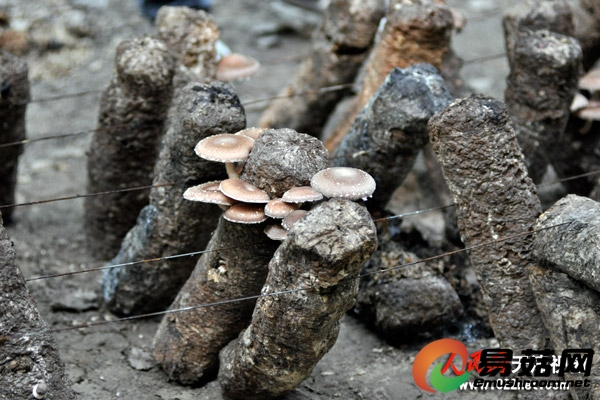 林海循环经济示范区初步形成了林地Manbetx体育手机版推荐A9版本等特色优势产业