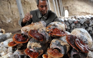 宁夏：永宁农民种灵芝开辟菌类种植新路子 ()