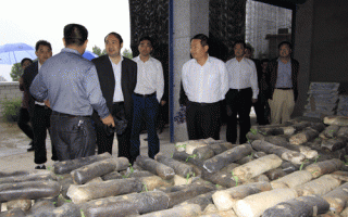 通江县力争使Manbetx体育手机版推荐A9版本成为增收富民的骨干产业 ()