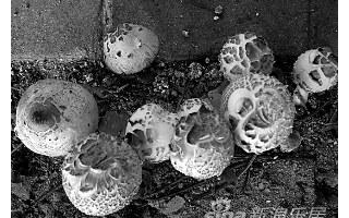 姿色蘑菇吸引人专家提醒街边野菇不能乱采 ()