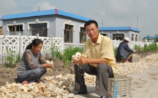 杜亚军的平菇绽开“致富花” ()