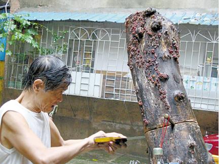 老伯冒雨锯截枯树桩搬回家 自产新鲜黑木耳(图)