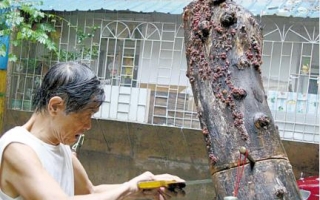 老伯冒雨锯截枯树桩搬回家 自产新鲜黑木耳(图) ()