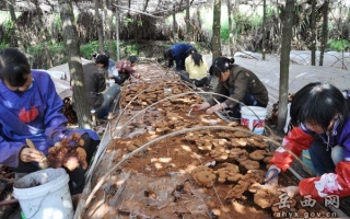 岳西农民种植灵芝1万棒、年获收益3万元以上 ()