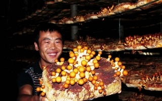 青冈县促农增收打“菌战”年创利润50多万元 ()