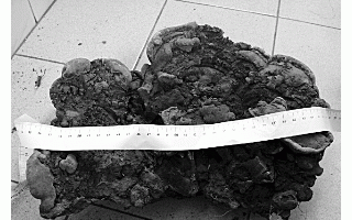 田先生出外游玩却捧回一个大“蘑菇” ()