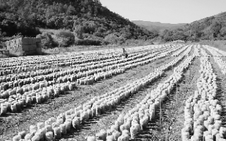 木耳产业富了东宁人 ()