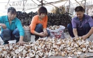 梁平县利用资源优势大力发展ManBetX体育 ()