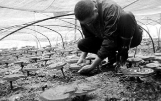 温州“仙草”灵芝试种成功 ()