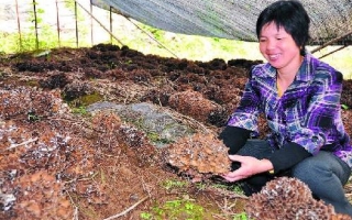 磐安县灰树花试种成功 ()