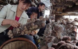 豫西卢氏山区收菇忙 ()