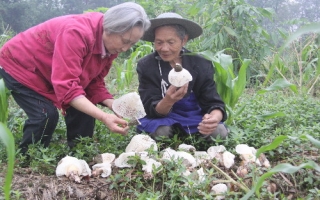 近八旬女高工培育推广长宁竹荪 ()