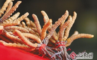 香格里拉虫草单棵最高125元、高出往年近3陪 ()