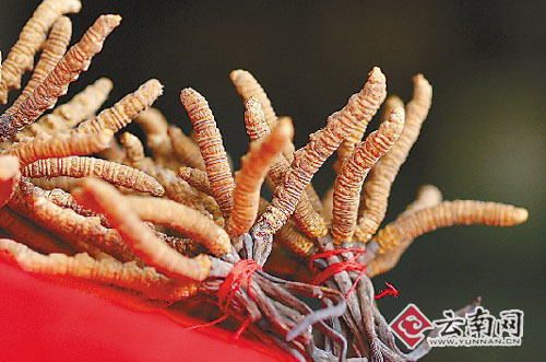 价格昂贵的上好虫草（资料图） 本报记者 江洋 摄