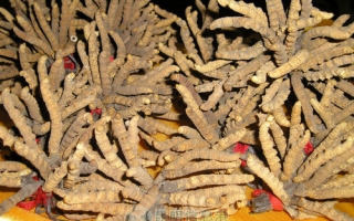 云南虫草价月涨万元仍旺销 ()