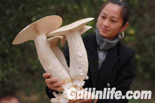 恭城一Manbetx体育手机版推荐A9版本大棚种出超大金福菇（图）