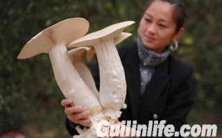 广西恭城种出超大金福菇 ()