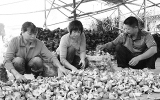 重庆市梁平县小小菌菇做成了大产业 ()