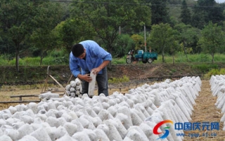 庆元黑木耳陆续上架 ()